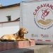 Promueven Caravanas Itinerantes por la Justicia Social el cuidado y bienestar animal en el EdoMex