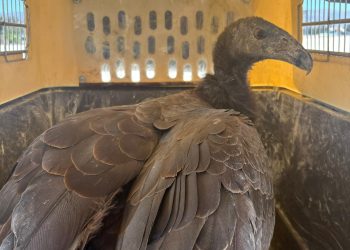 Dos crías de cóndor de California nacidas en Chapultepec fueron trasladadas a la Sierra de San Pedro Mártir