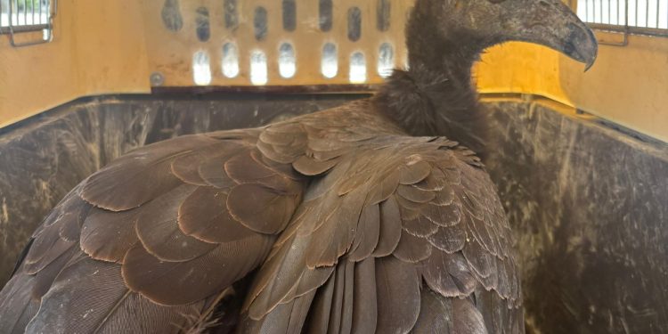 Dos crías de cóndor de California nacidas en Chapultepec fueron trasladadas a la Sierra de San Pedro Mártir