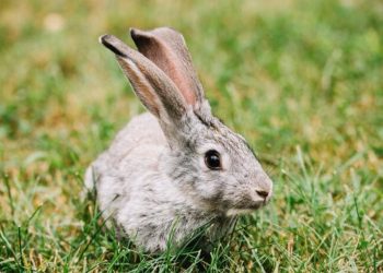 Día Internacional para la Eliminación Total de las Armas Nucleares