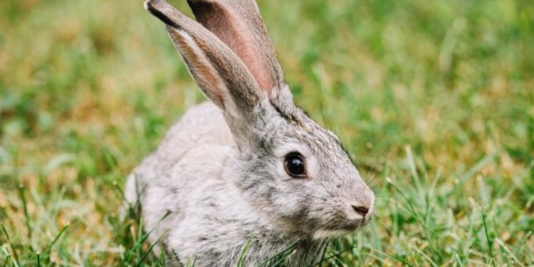 Día Internacional para la Eliminación Total de las Armas Nucleares