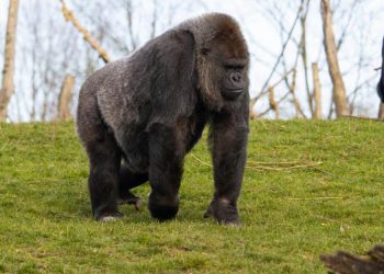 Día Mundial del Gorila