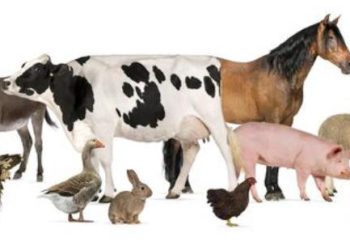 Día Mundial de los Animales de Granja