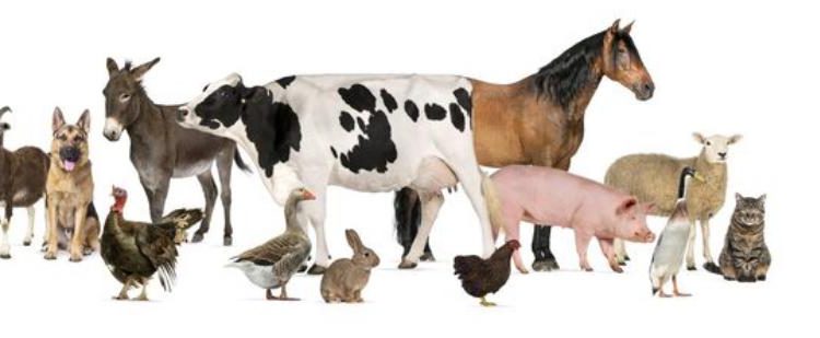 Día Mundial de los Animales de Granja