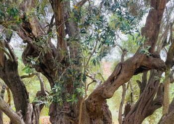 «Nos han quitado nuestro medio de vida», afirman los agricultores de Cisjordania