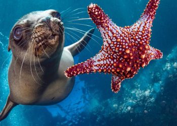 El tratado de la ONU sobre alta mar supera umbral de ratificación y entrará en vigor en enero