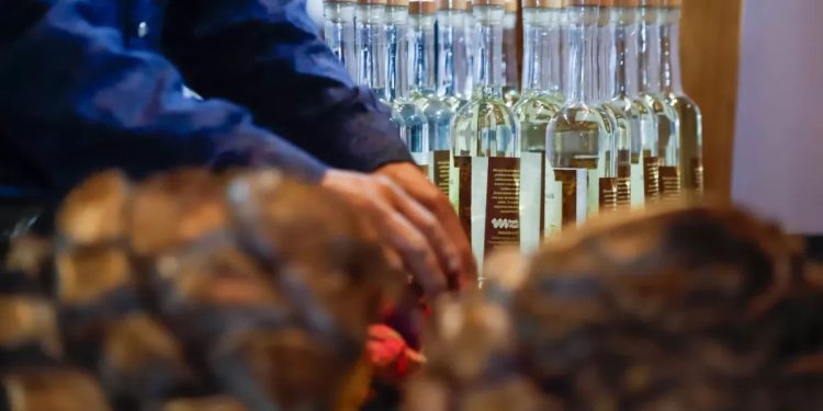 En Puebla, será el sexenio del mezcal y del maguey: Alejandro Armenta