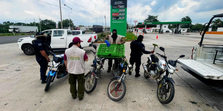 Rescatan 40 ejemplares de vida silvestre transportados ilegalmente en la carretera Cárdenas–Coatzacoalcos