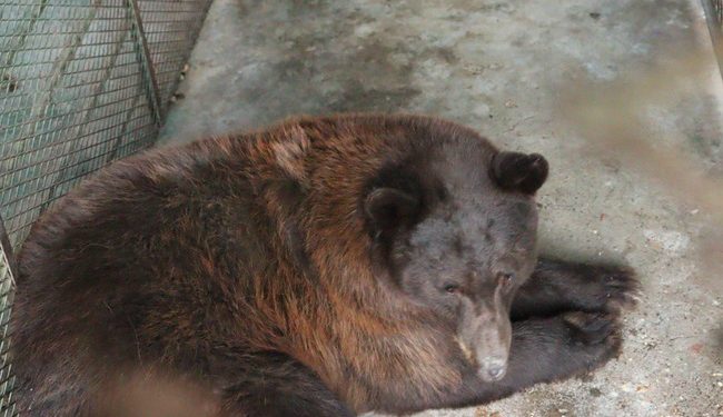 Reintegran osa negra al hábitat natural en la sierra de Sonora