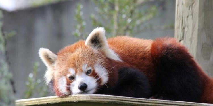 Día Internacional del Panda Rojo