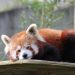 Día Internacional del Panda Rojo