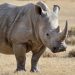 Día Mundial del Rinoceronte