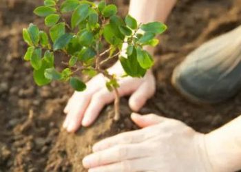 Reforestación: Más árboles más vida