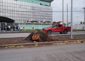 Derribaron árboles en la avenida 11 sur sobre el camellón frente a la Casa de Justicia