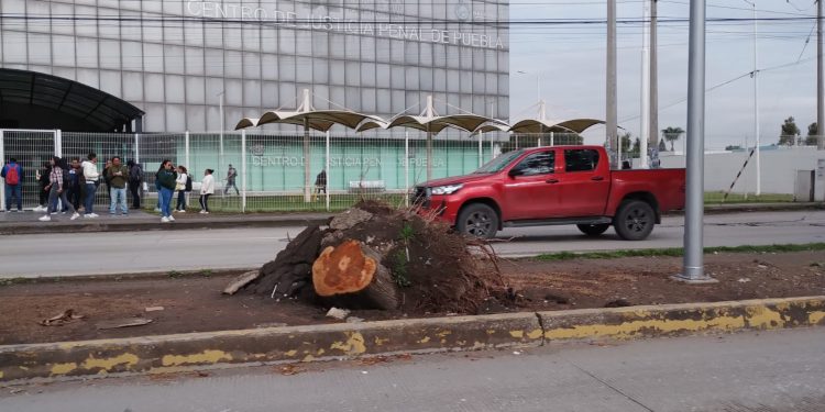 Derribaron árboles en la avenida 11 sur sobre el camellón frente a la Casa de Justicia