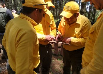 Fortalece gobierno de Puebla el parque La Malinche con 50 mil nuevos pinos