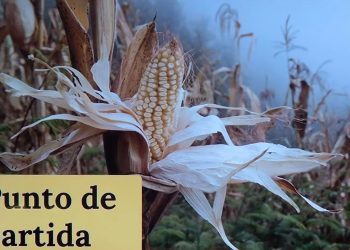 Sistema de cultivo tradicional, amenazado por modelo agroindustrial dominante: UNAM