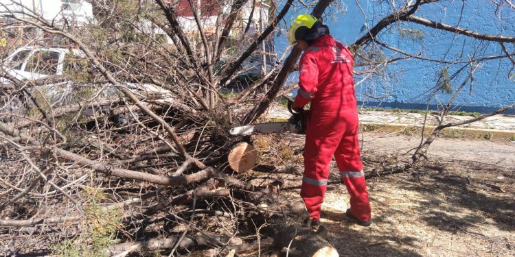 Atiende Protección Civil Municipal reportes de caída de árboles en diversas zonas de la ciudad