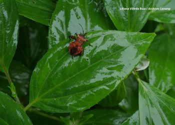 La Conanp impulsa acciones de conservación y manejo sustentable