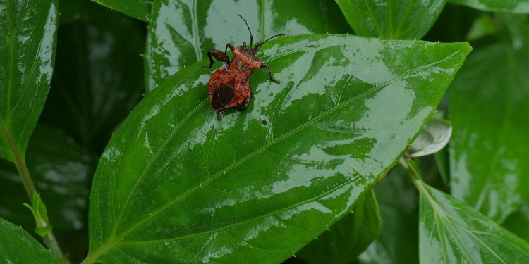 La Conanp impulsa acciones de conservación y manejo sustentable