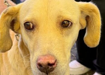 Fortalece Gobierno de la Ciudad el cuidado de las mascotas con Jornadas de Protección Animal