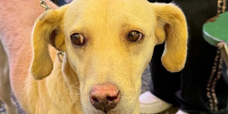 Fortalece Gobierno de la Ciudad el cuidado de las mascotas con Jornadas de Protección Animal