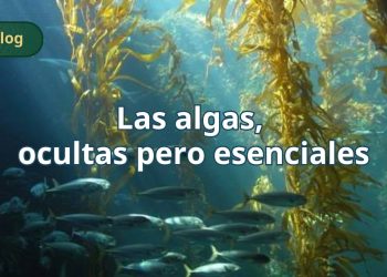 Las algas, ocultas pero esenciales