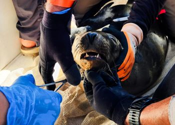 Profepa y Conanp desenmallan 8 ejemplares de lobo marino, en Baja California