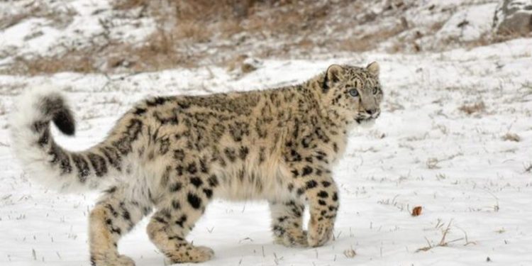 Día Internacional del Leopardo de las Nieves