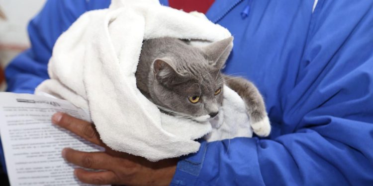 Impulsa Gobierno de la Ciudad el bienestar animal en diversas colonias de Puebla