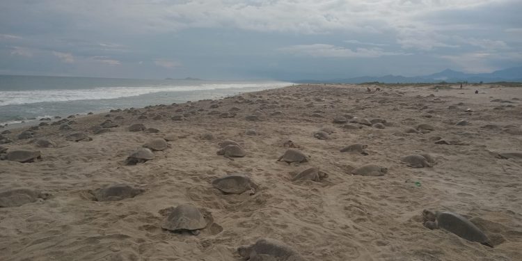 El Santuario de la Playa de Morro Ayuta recibe la 5ª arribada de Tortuga Golfina