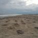 El Santuario de la Playa de Morro Ayuta recibe la 5ª arribada de Tortuga Golfina