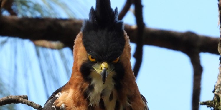 La Conanp presenta la Guía de Aves de la Reserva de la Biosfera Sierra de Manantlán