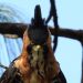 La Conanp presenta la Guía de Aves de la Reserva de la Biosfera Sierra de Manantlán