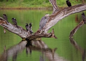 La Conanp impulsa la conservación de aves en humedal de la Sierra Gorda de Querétaro