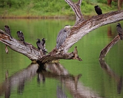 La Conanp impulsa la conservación de aves en humedal de la Sierra Gorda de Querétaro