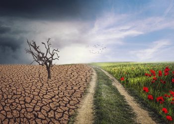 Día Internacional contra el Cambio Climático