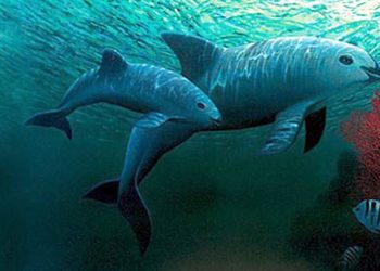 Confirman el avistamiento de ejemplares de vaquita marina