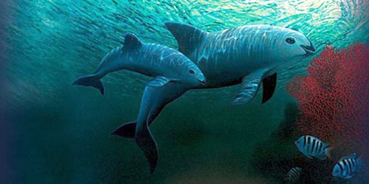 Confirman el avistamiento de ejemplares de vaquita marina