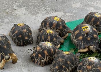 Del okapi a los tiburones y del aloe al palo de Brasil: el comercio global de vida silvestre a revisión