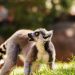Día Mundial del Lémur