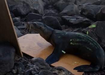 Desenmallan y rescatan a dos lobos marinos en Isla Consag, Baja California