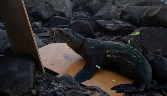 Desenmallan y rescatan a dos lobos marinos en Isla Consag, Baja California