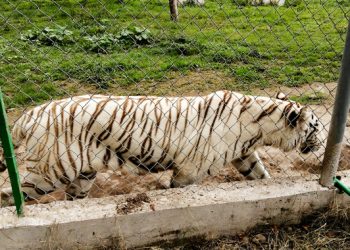 Pide Profepa extremar precauciones y no acercarse, capturar o lastimar a tigre que salió de zoológico de Puebla