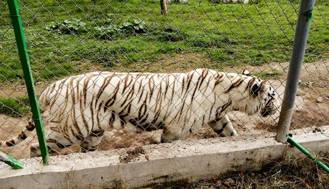Pide Profepa extremar precauciones y no acercarse, capturar o lastimar a tigre que salió de zoológico de Puebla