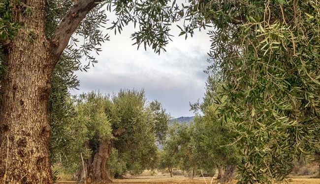 Día Mundial del Olivo