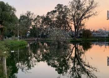 Garzas migratorias llegan a Puebla y se dejan ver en la Laguna Poniente de CU-BUAP