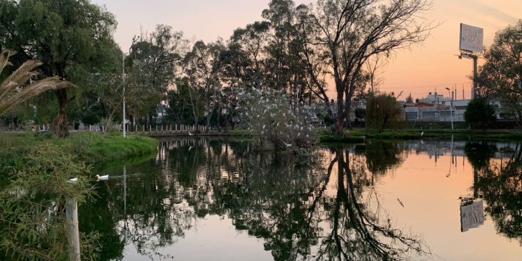 Garzas migratorias llegan a Puebla y se dejan ver en la Laguna Poniente de CU-BUAP