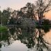 Garzas migratorias llegan a Puebla y se dejan ver en la Laguna Poniente de CU-BUAP