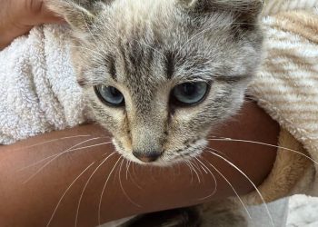 Gobierno de la Ciudad fortalece acciones de cuidado animal